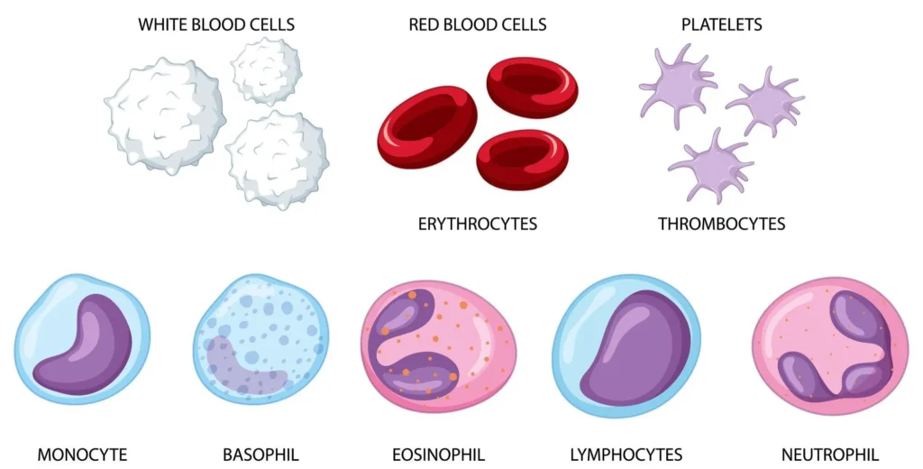 types of human blood cells